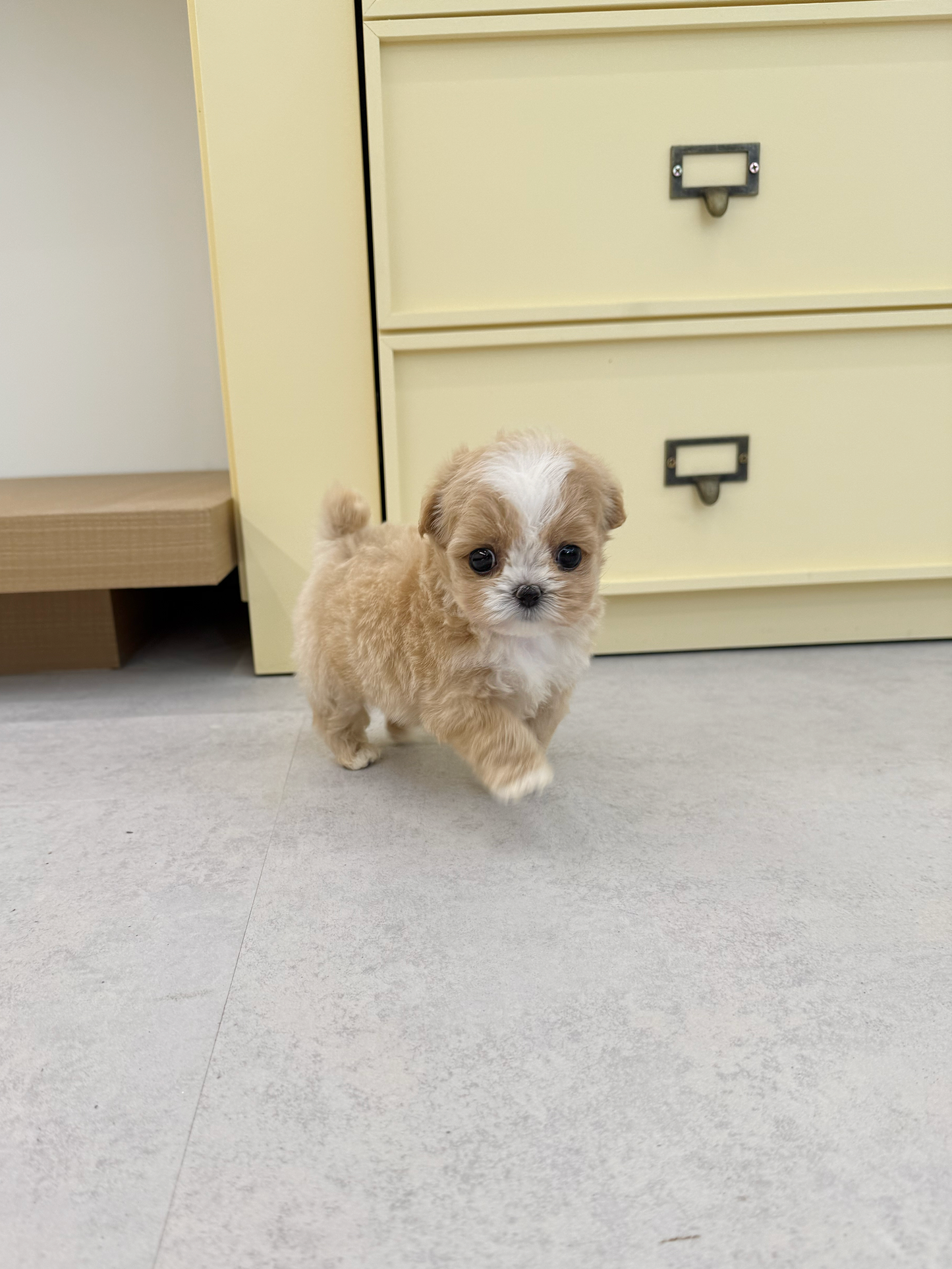 Maltipoo-Jasmine-F