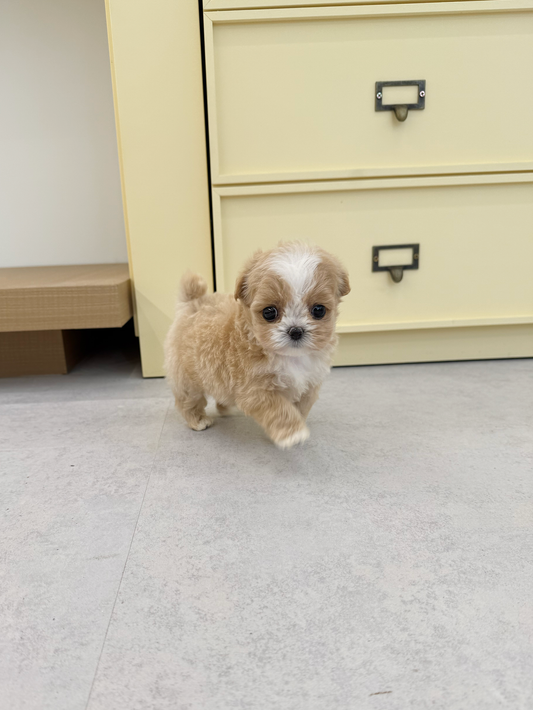 Maltipoo-Jasmine-F