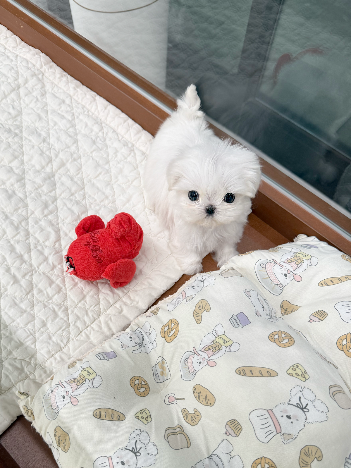 Maltese-Milo-M