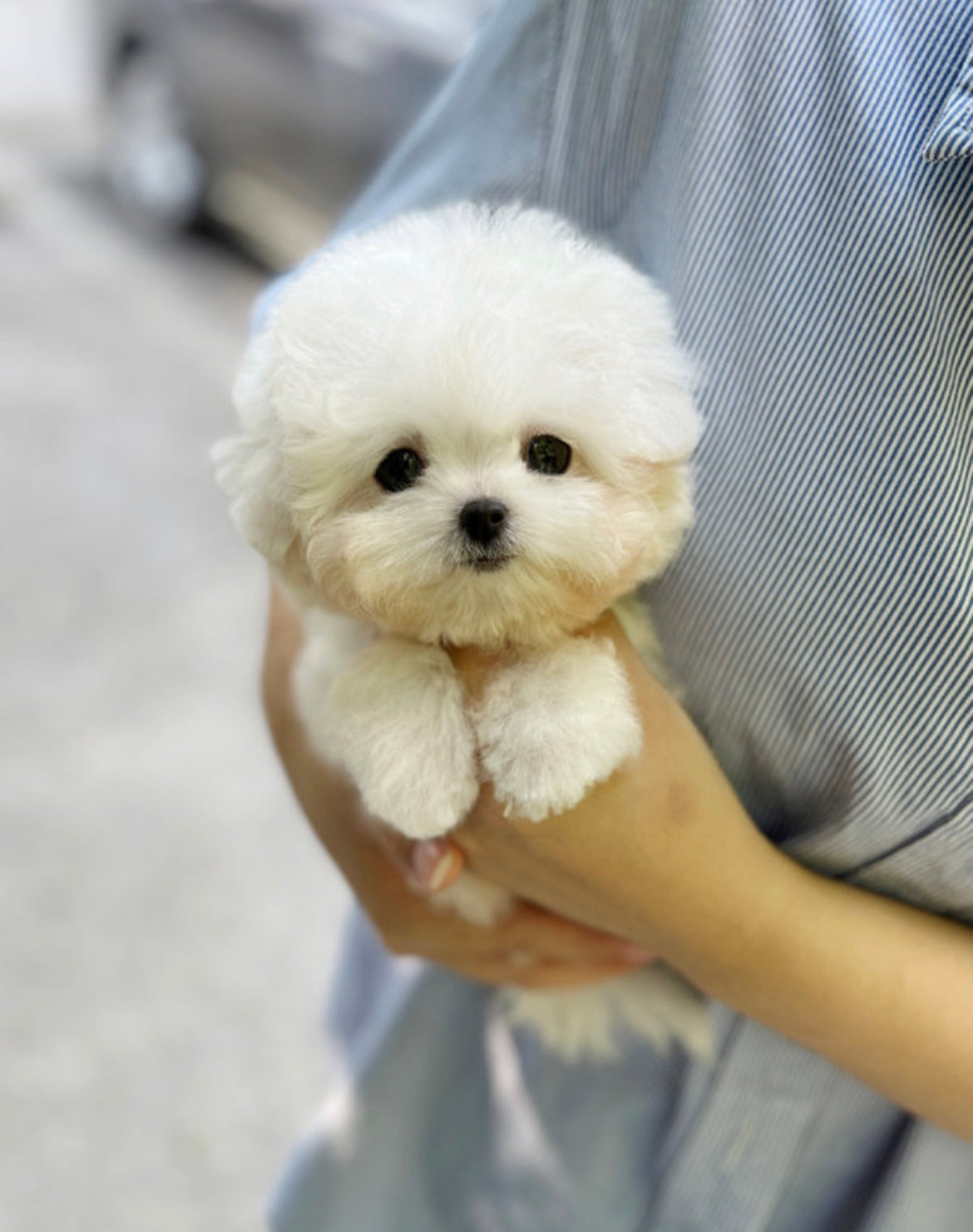 Bichon frise M-Nabi