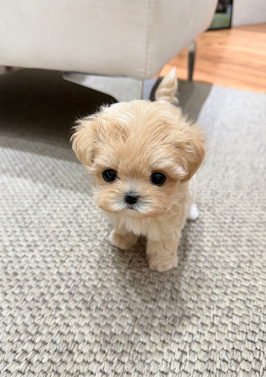 Maltipoo-Vanila