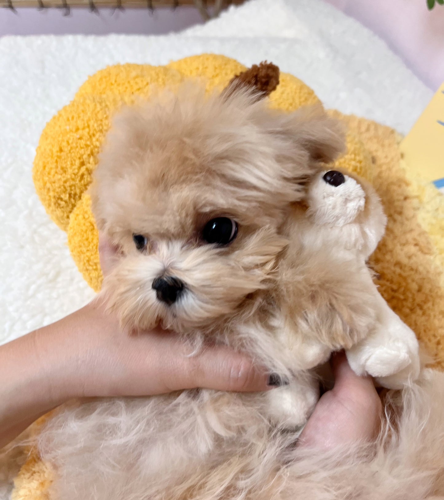 Maltipoo M-Poo