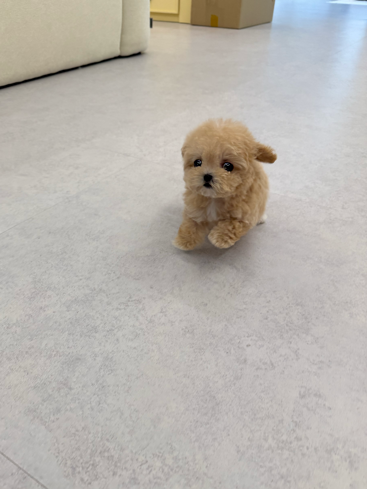 Maltipoo-Shasha-F