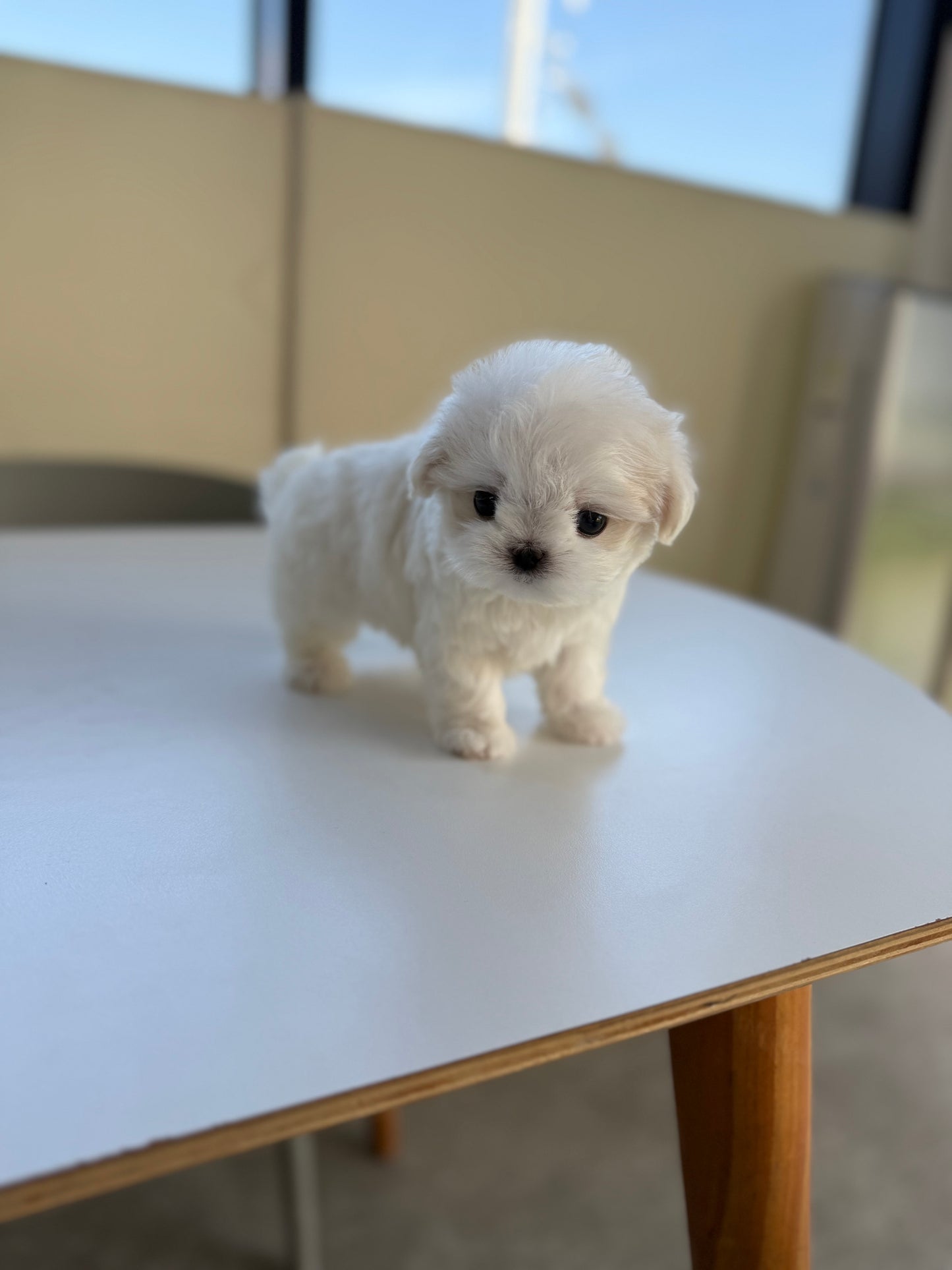Maltese-Tissue-F