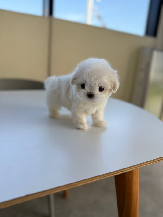 Maltese-Tissue-F