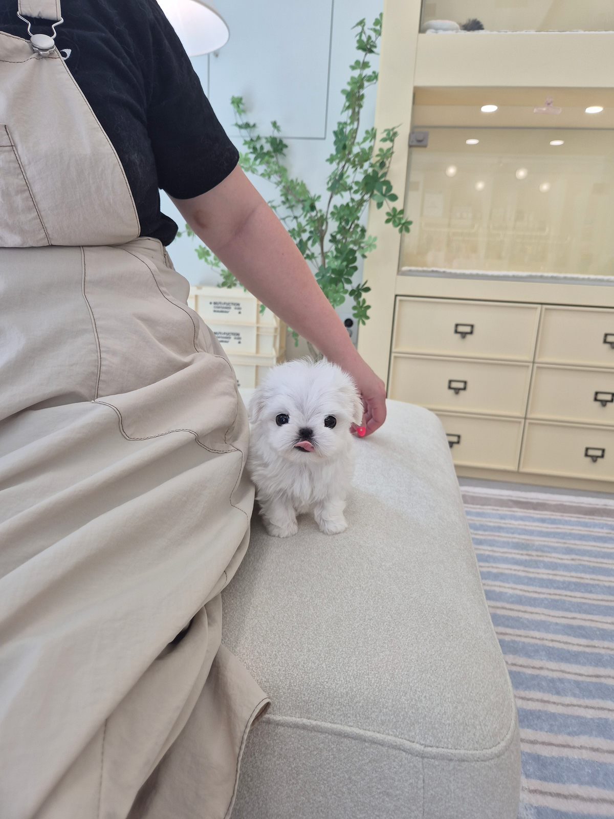 Maltese-Jerry-M