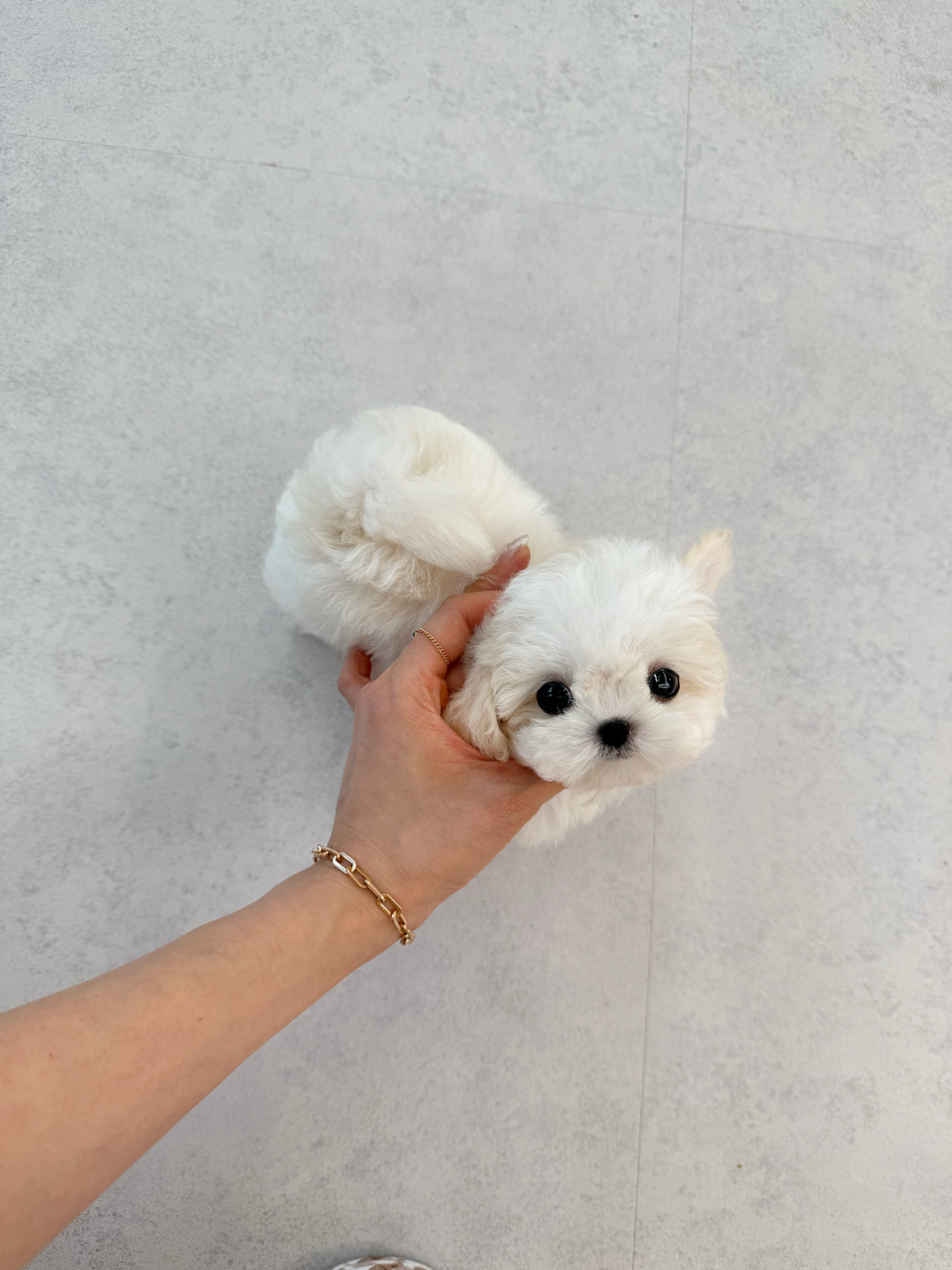 Bichon-Noah-M