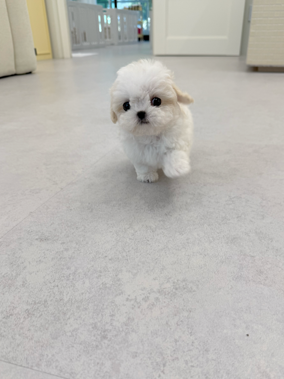 Bichon-Noah-M