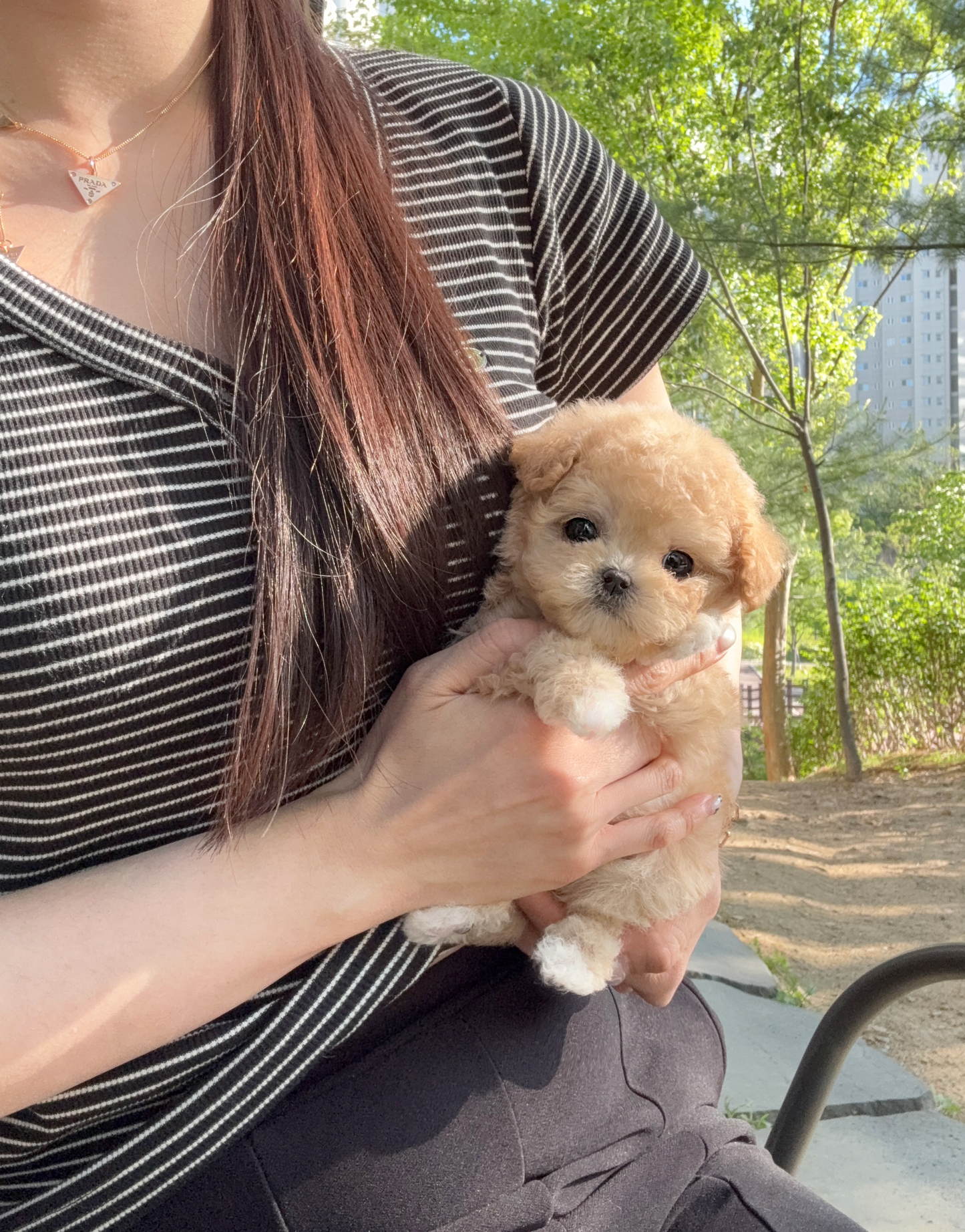 Maltipoo-Latte