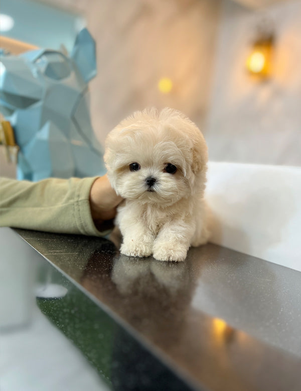 Maltipoo F-Cream