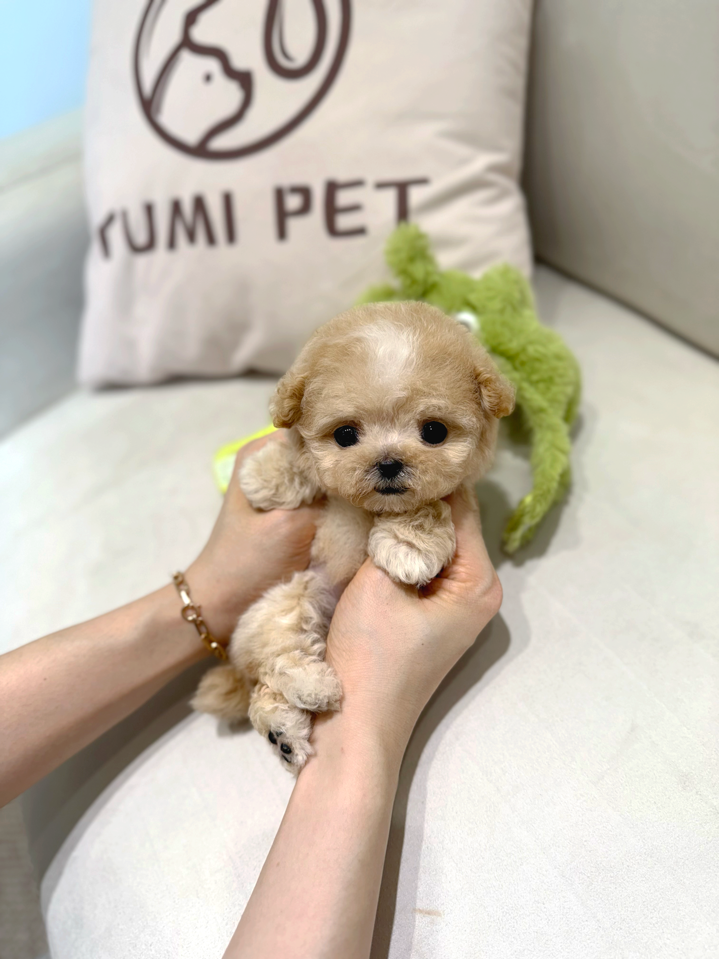 Maltipoo-Jully
