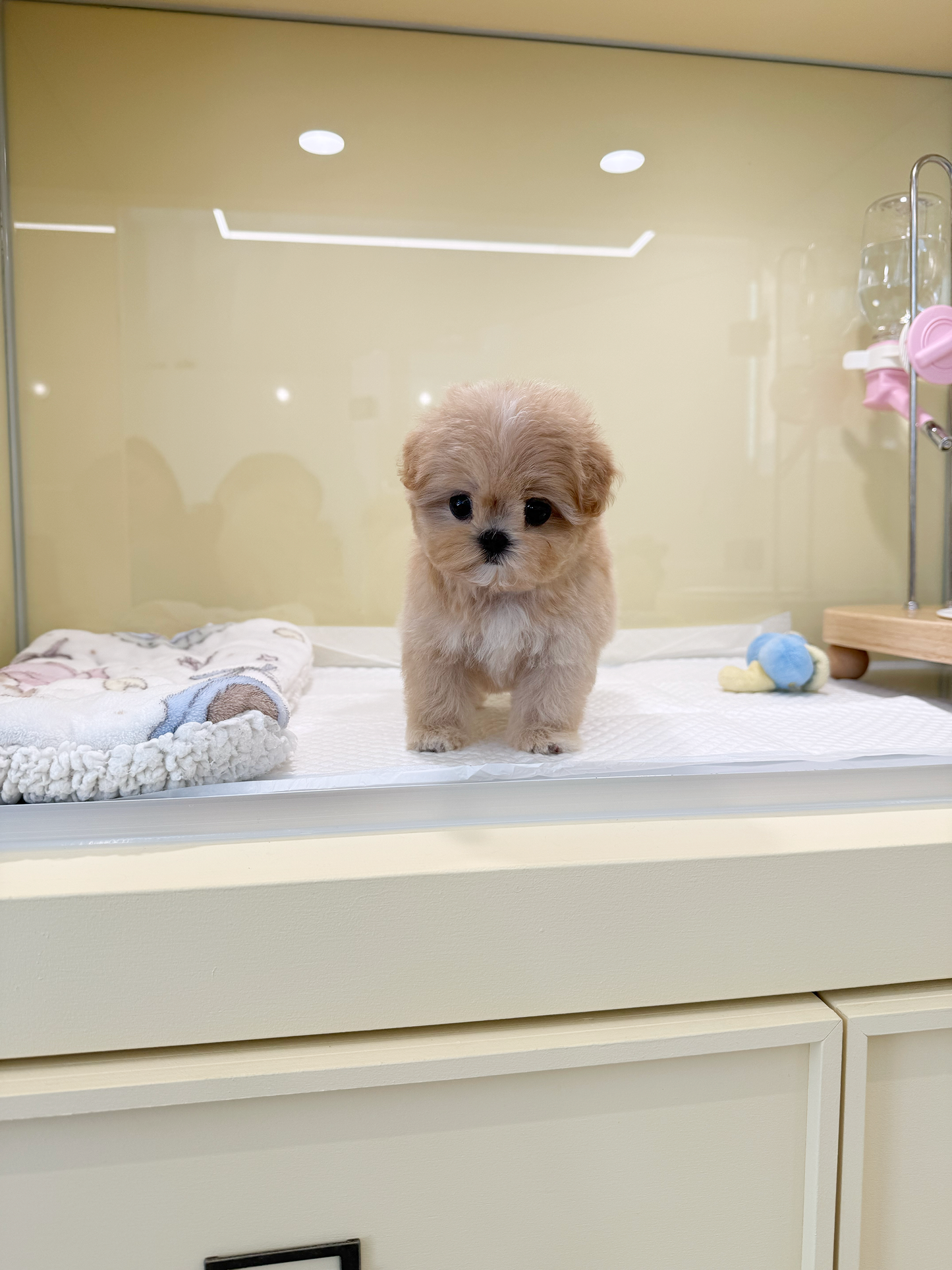 Maltipoo-Curie-F