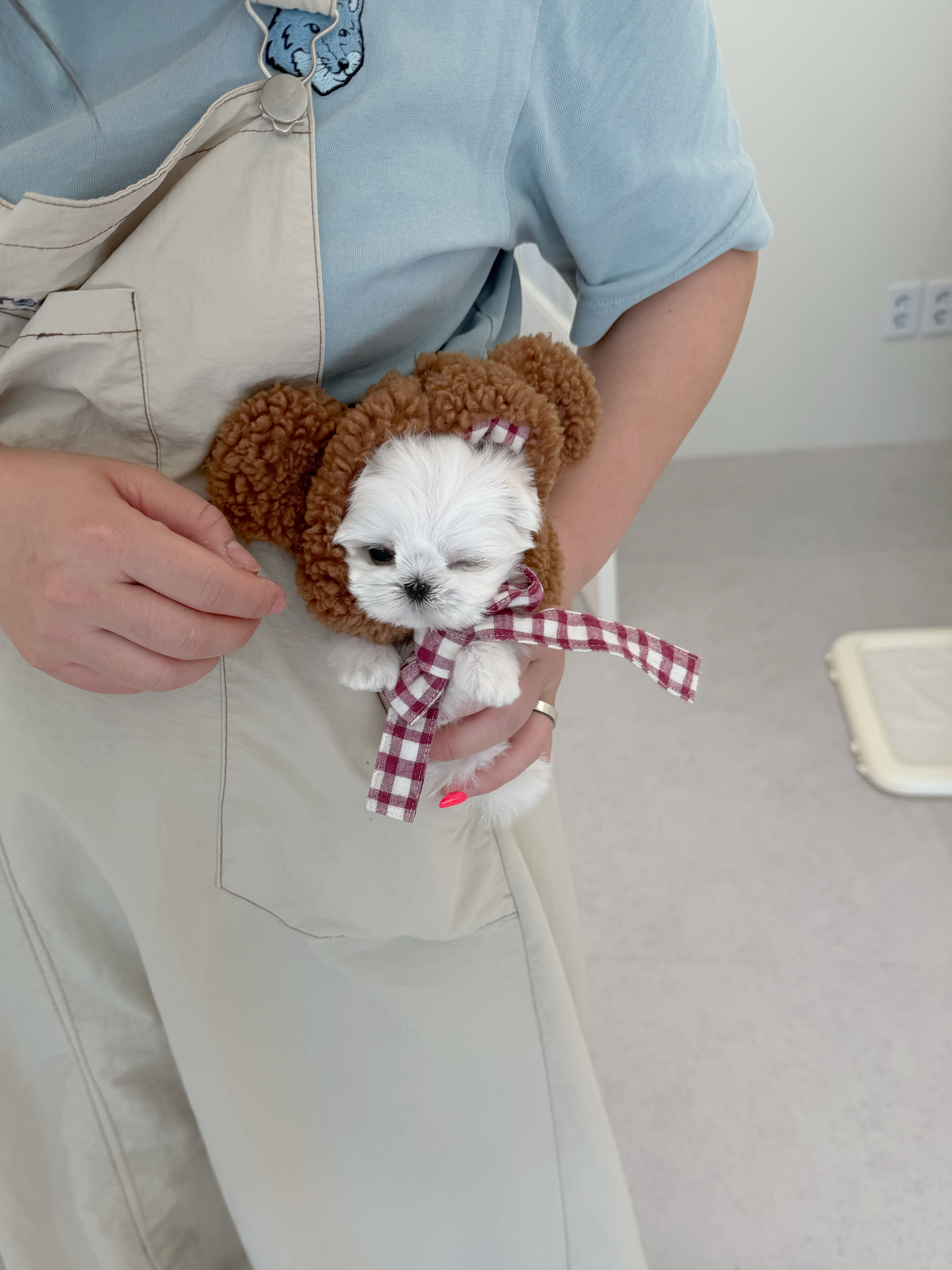 Maltese-Candy-F