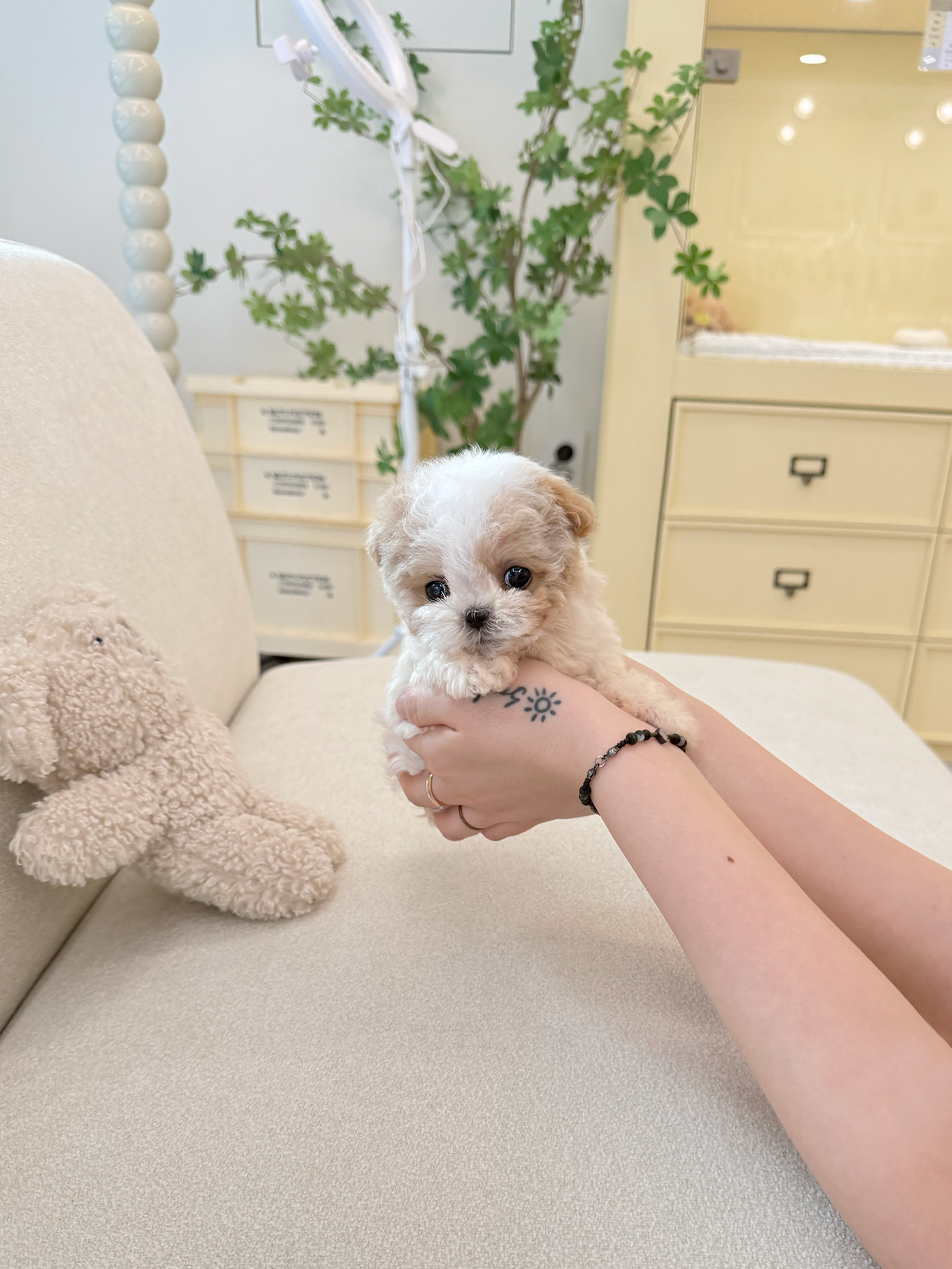 Maltipoo-Terry-M