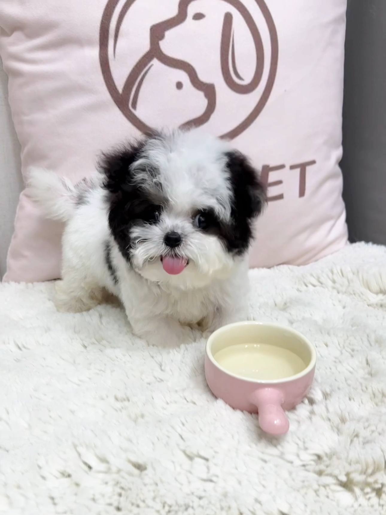 Maltipoo-Twinkle