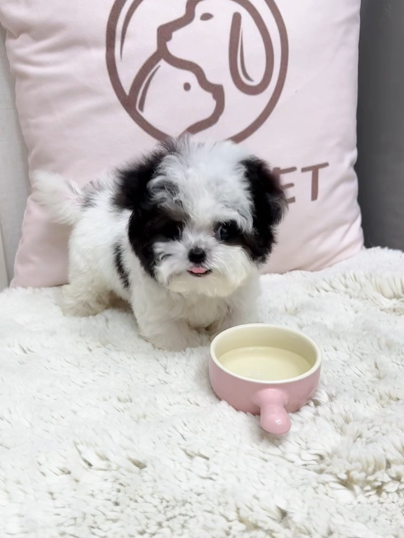 Maltipoo-Twinkle