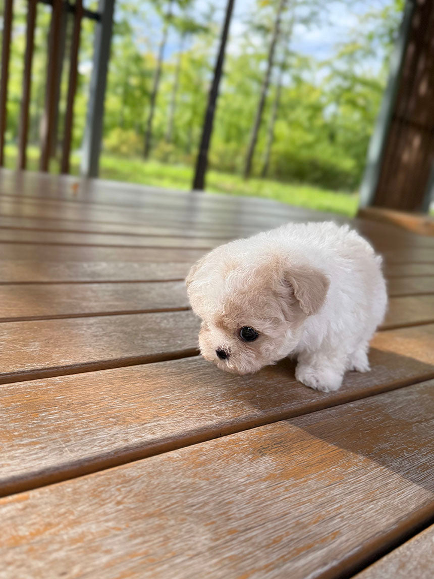 Maltipoo-Boo