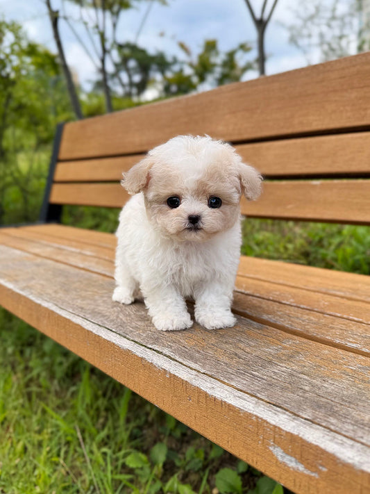 Maltipoo-Boo