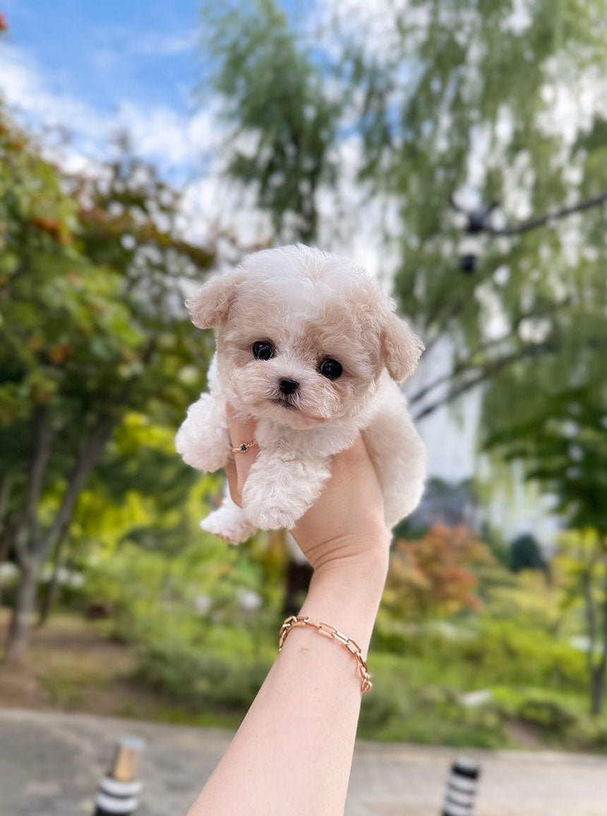 Maltipoo-Boo