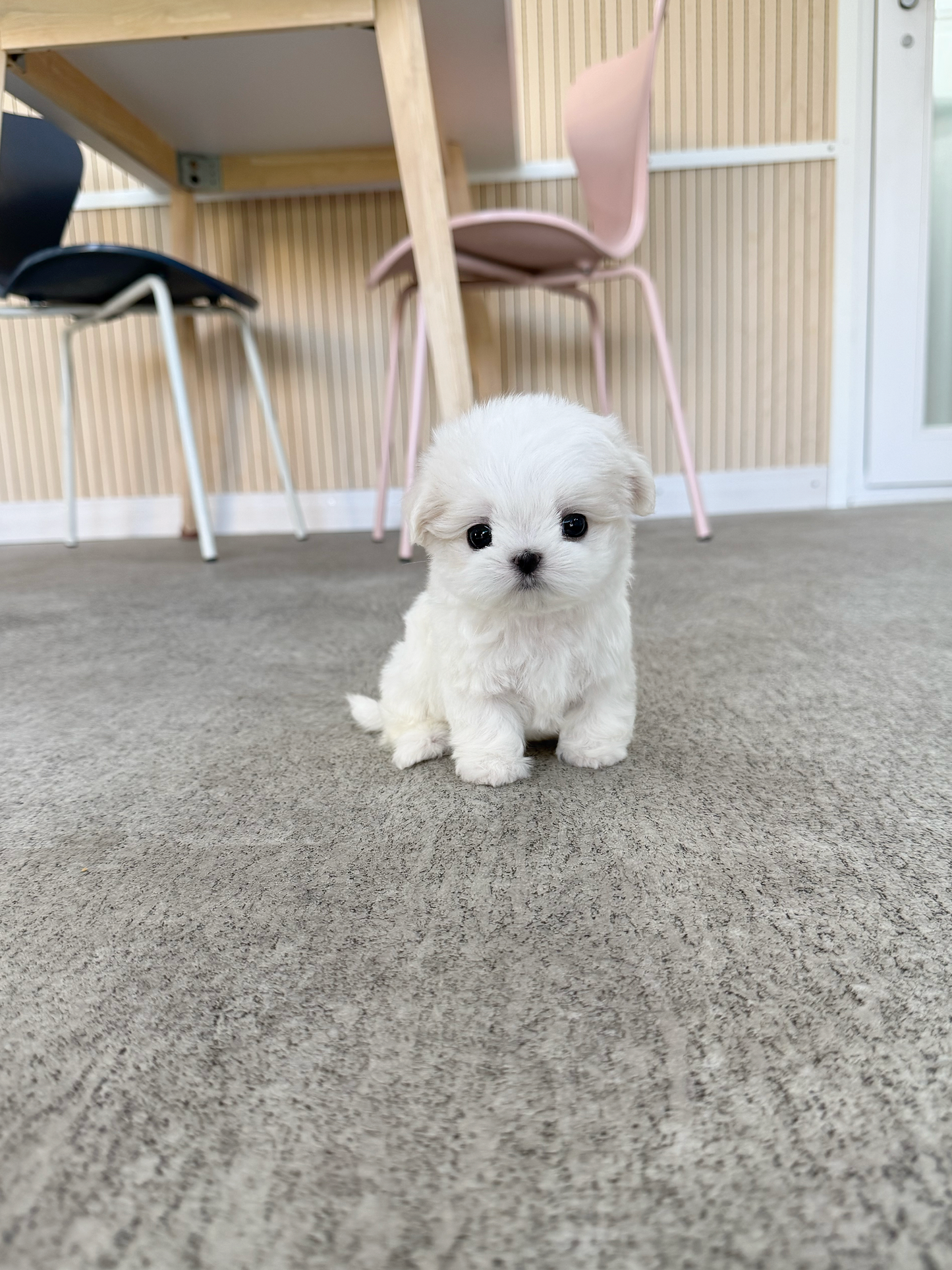 Maltese-Tissue-F