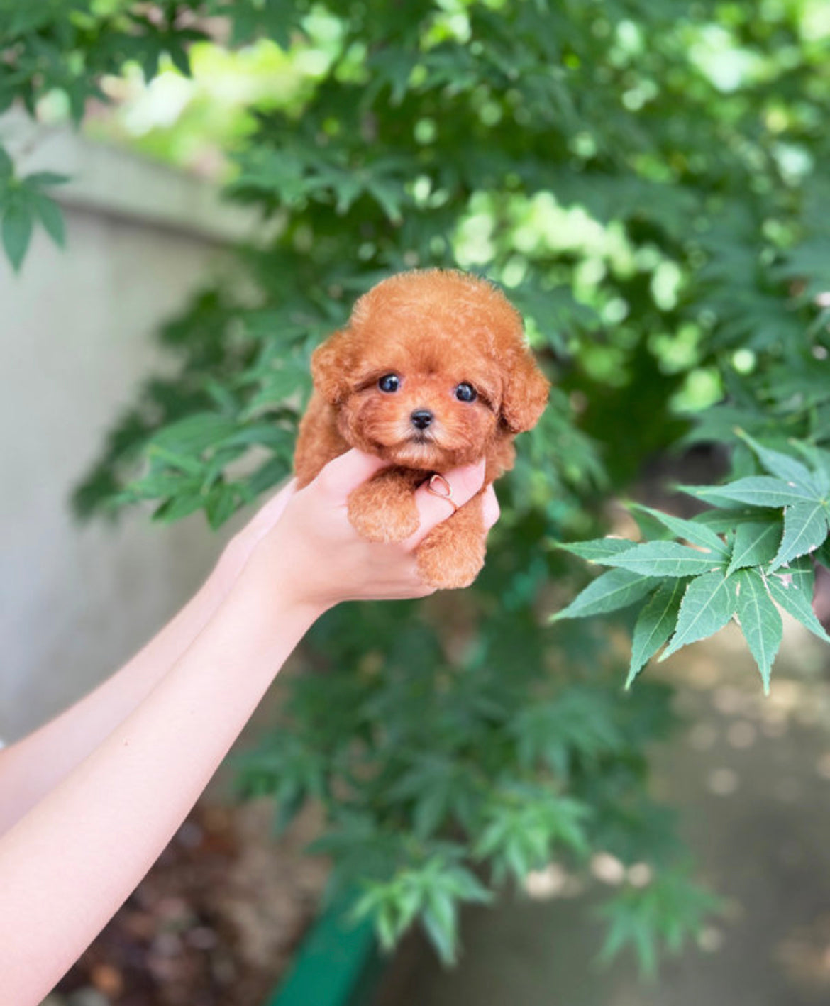 Poodle- Happy