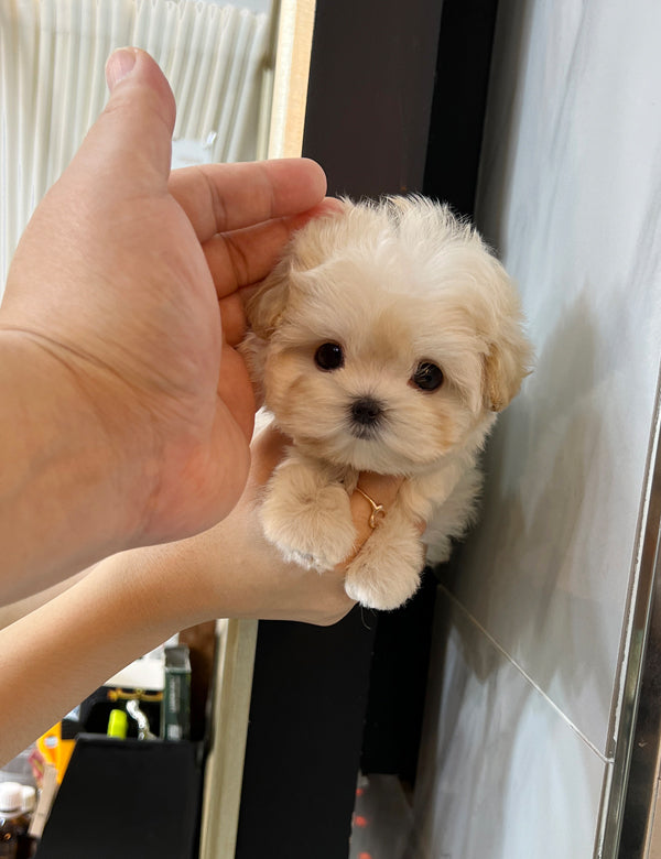 Maltipoo F -￼Shu