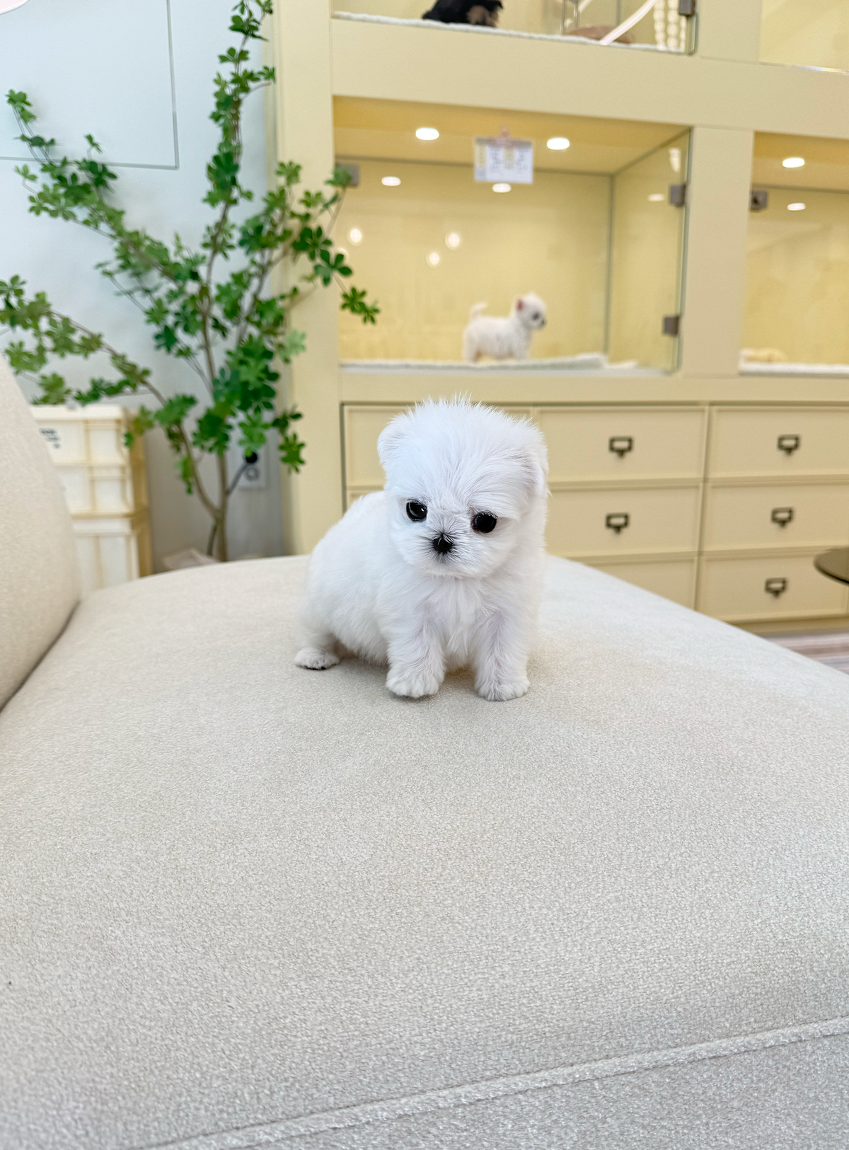 Maltese-Candy-F