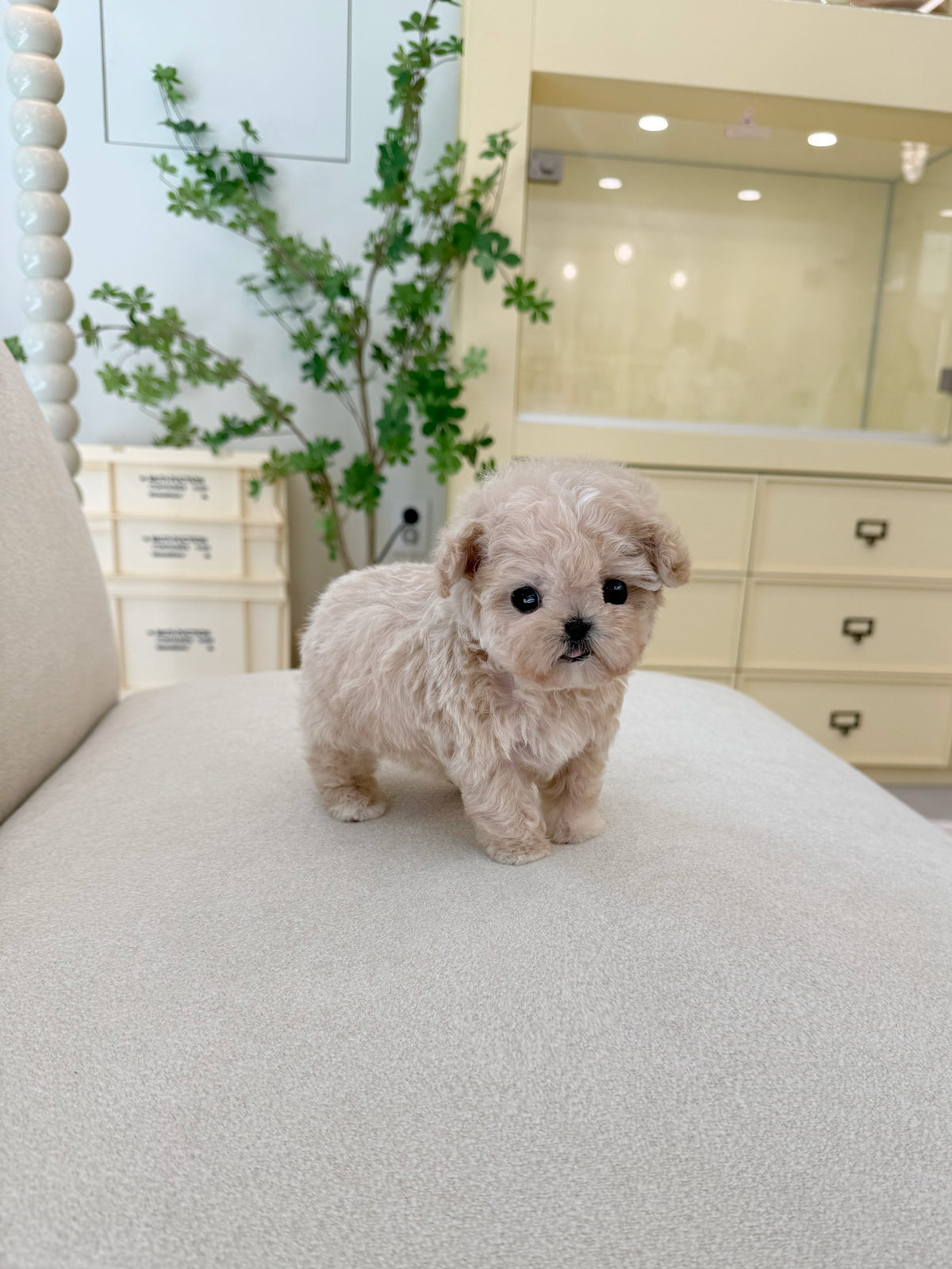 Maltipoo-Honey-F