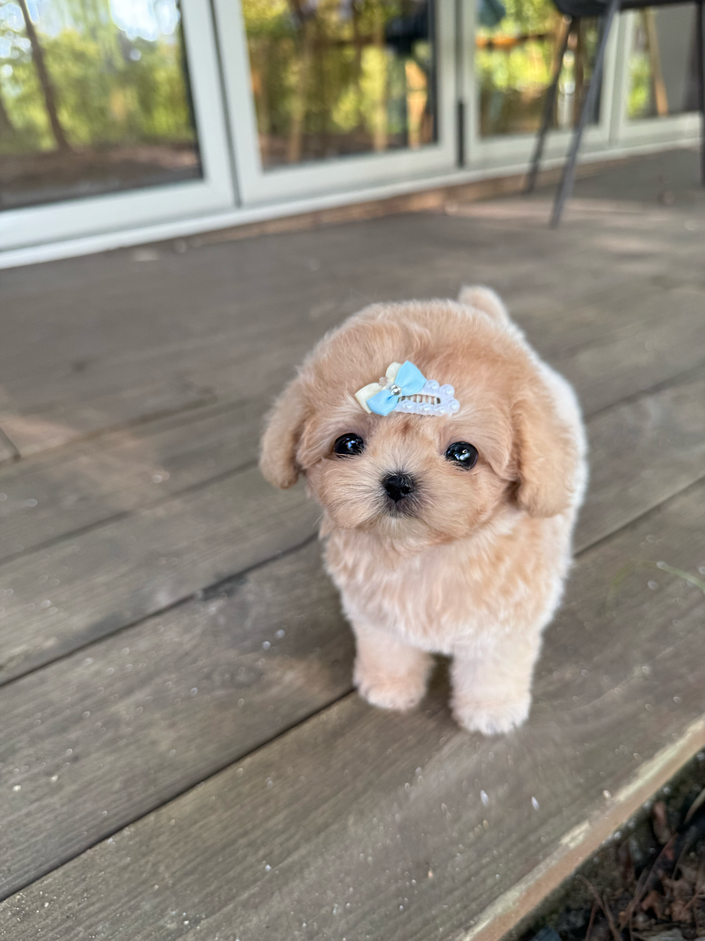 Maltipoo-Toast
