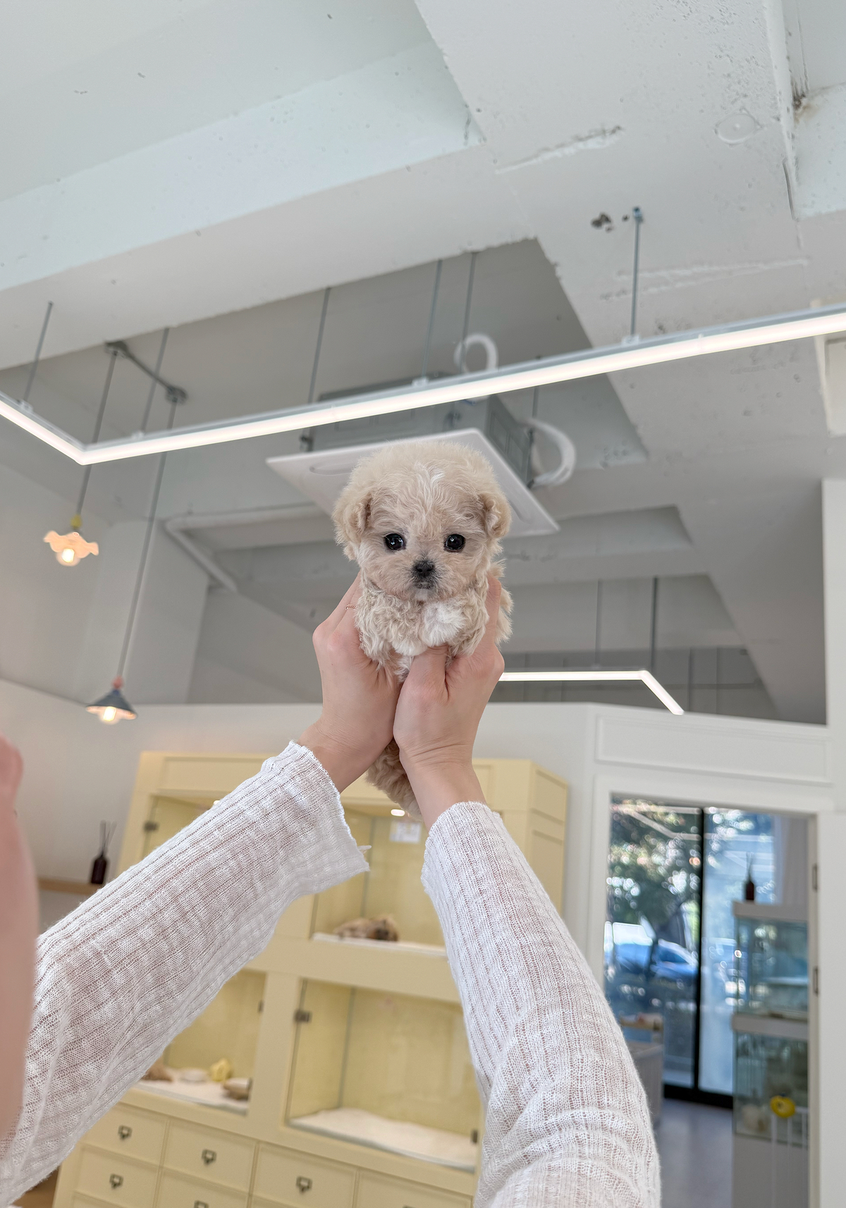 Maltipoo-Honey-F