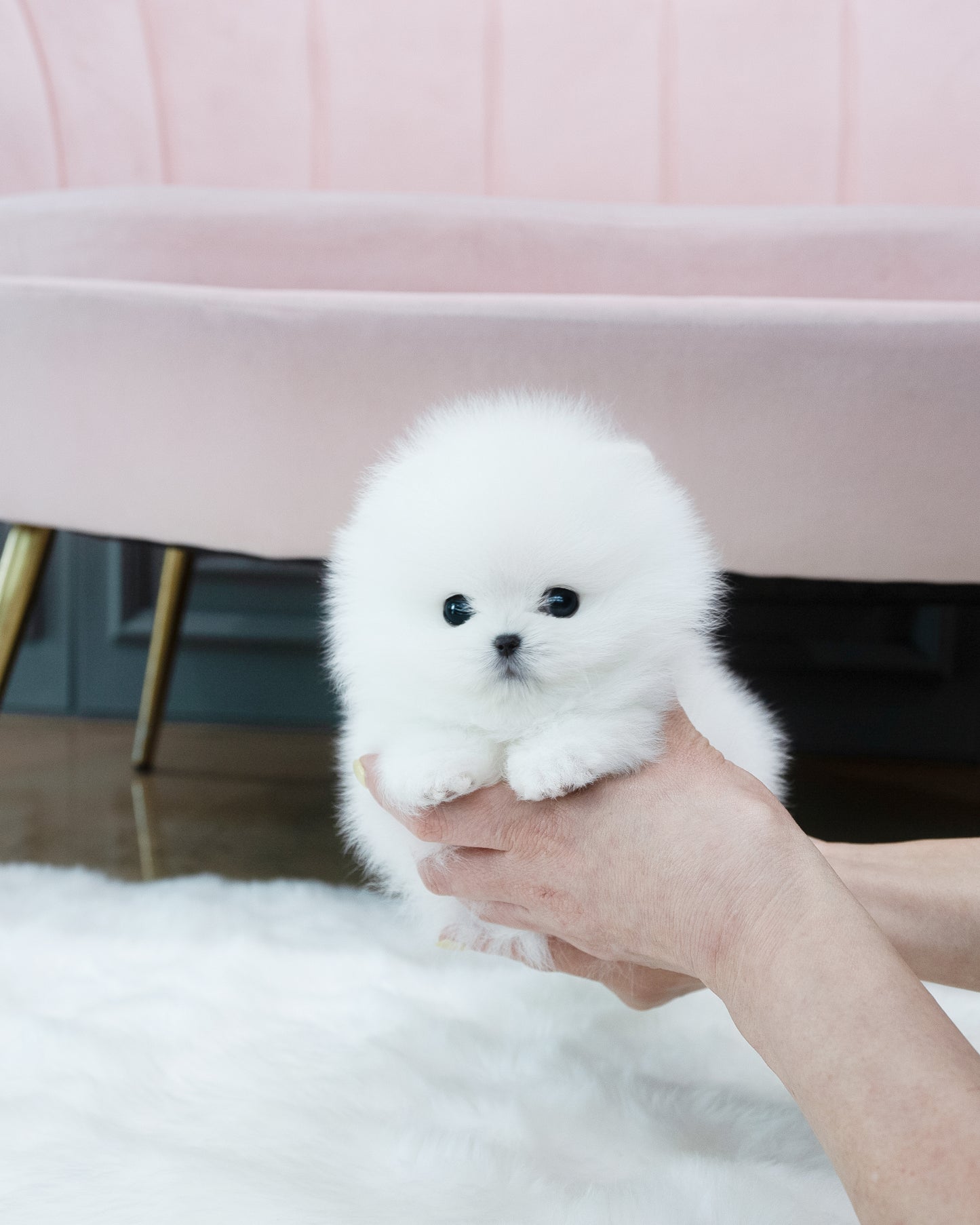 Pomeranian -Louie