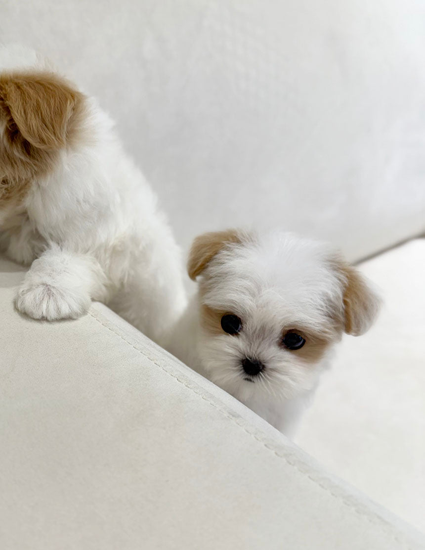 Maltipoo-Zoey