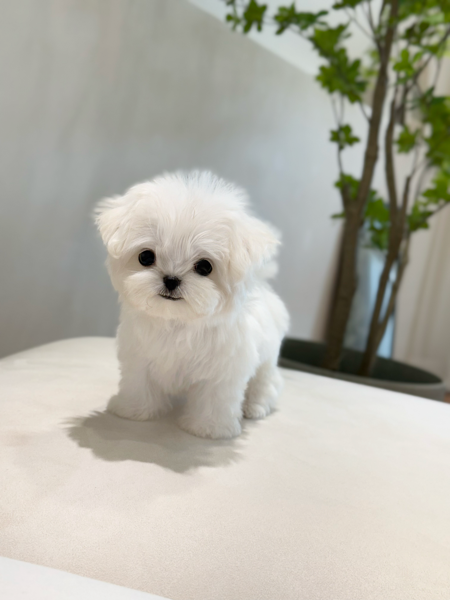 Maltese-Toto