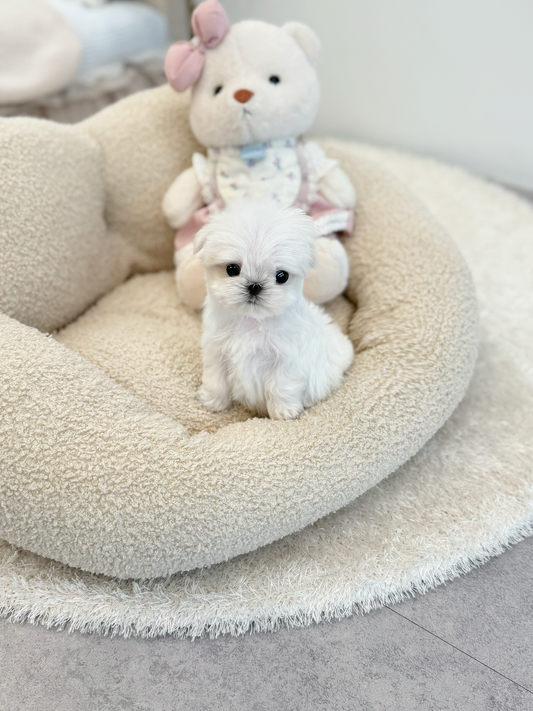 Maltese- Minnie