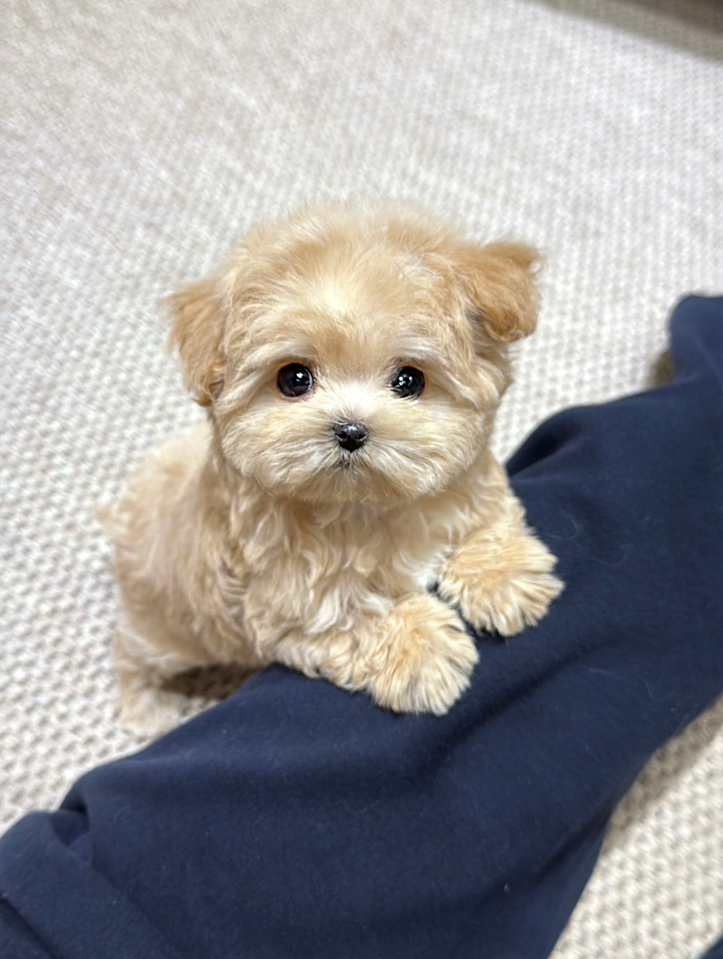 Maltipoo-Bonnie