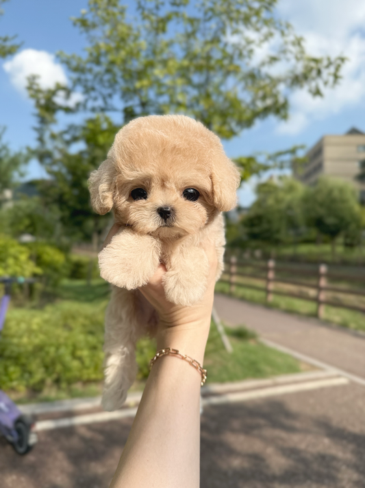 Maltipoo-Toast