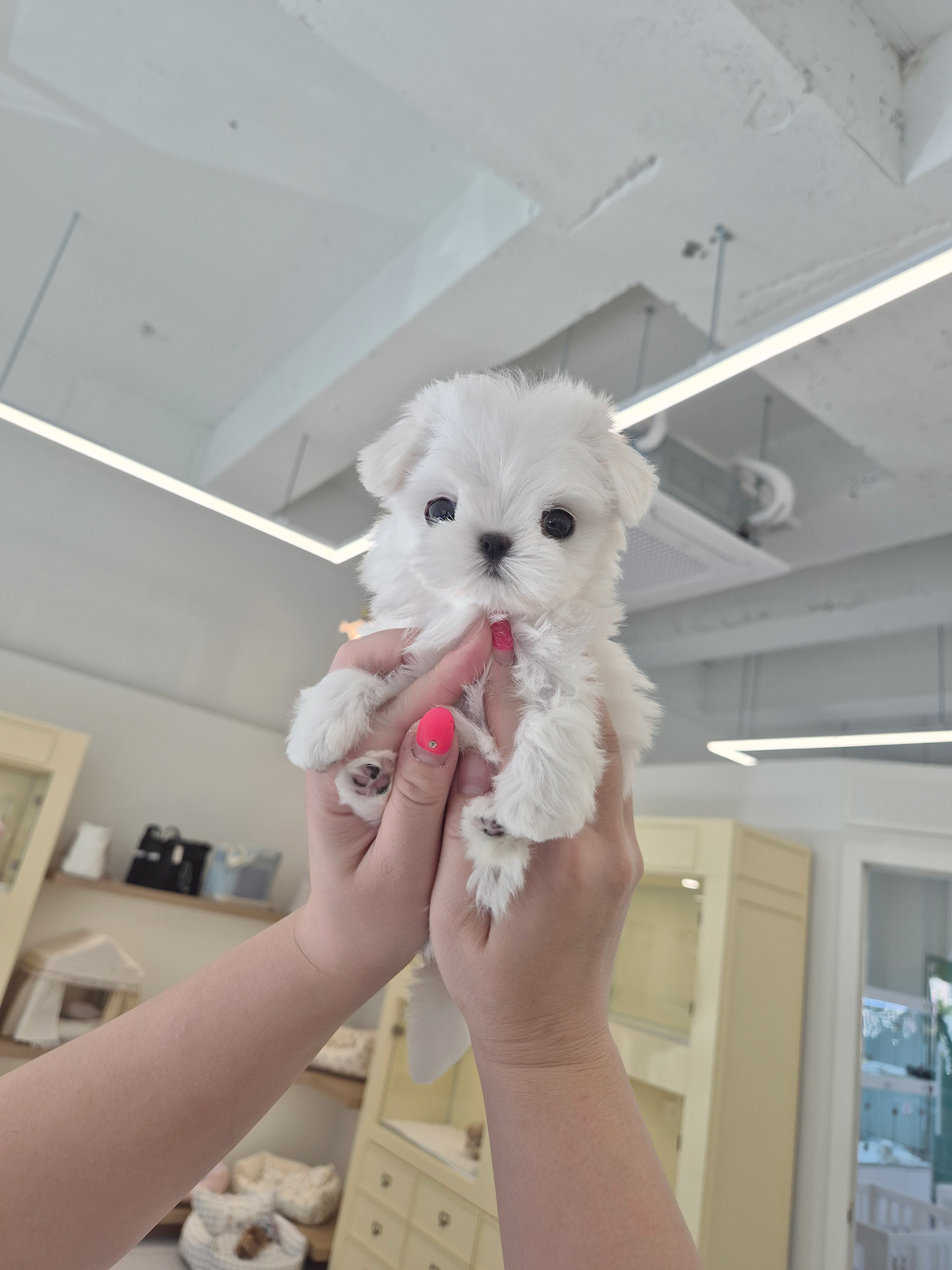 Maltese-Jerry-M