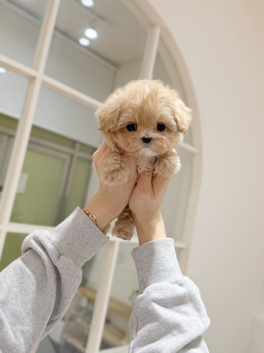 Maltipoo-Bombi