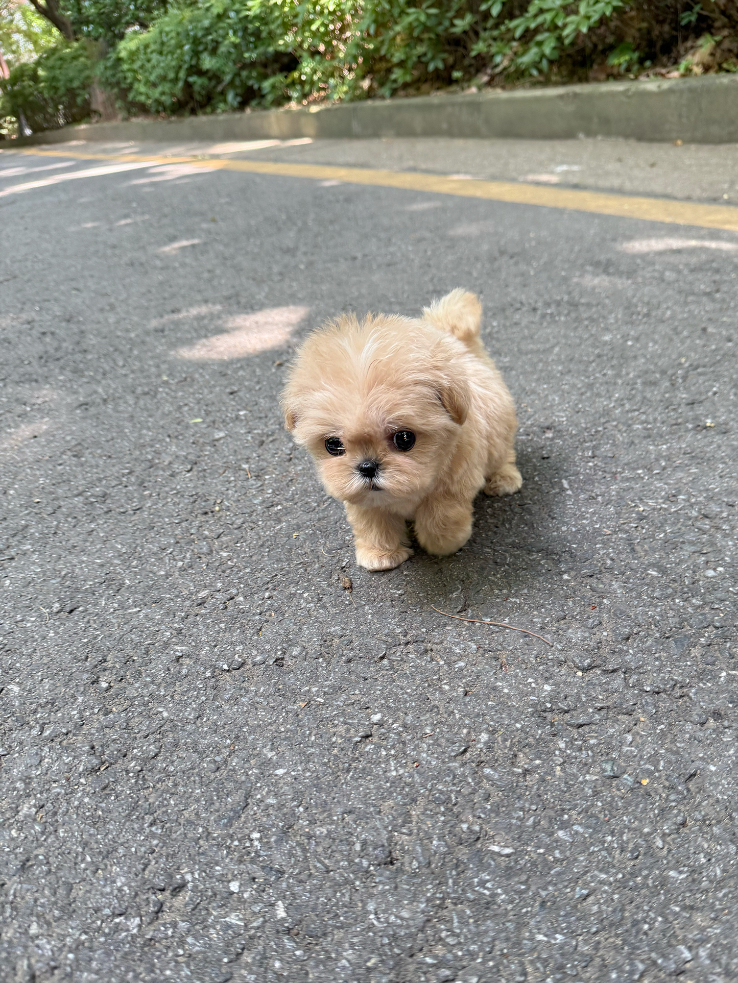 Maltese-Cinnamon