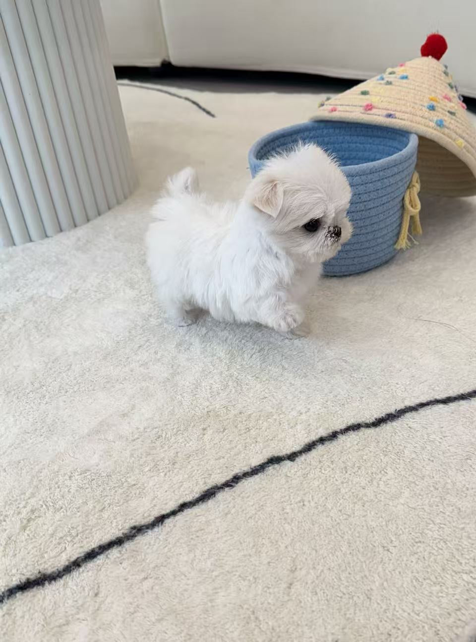 Maltese- Minnie