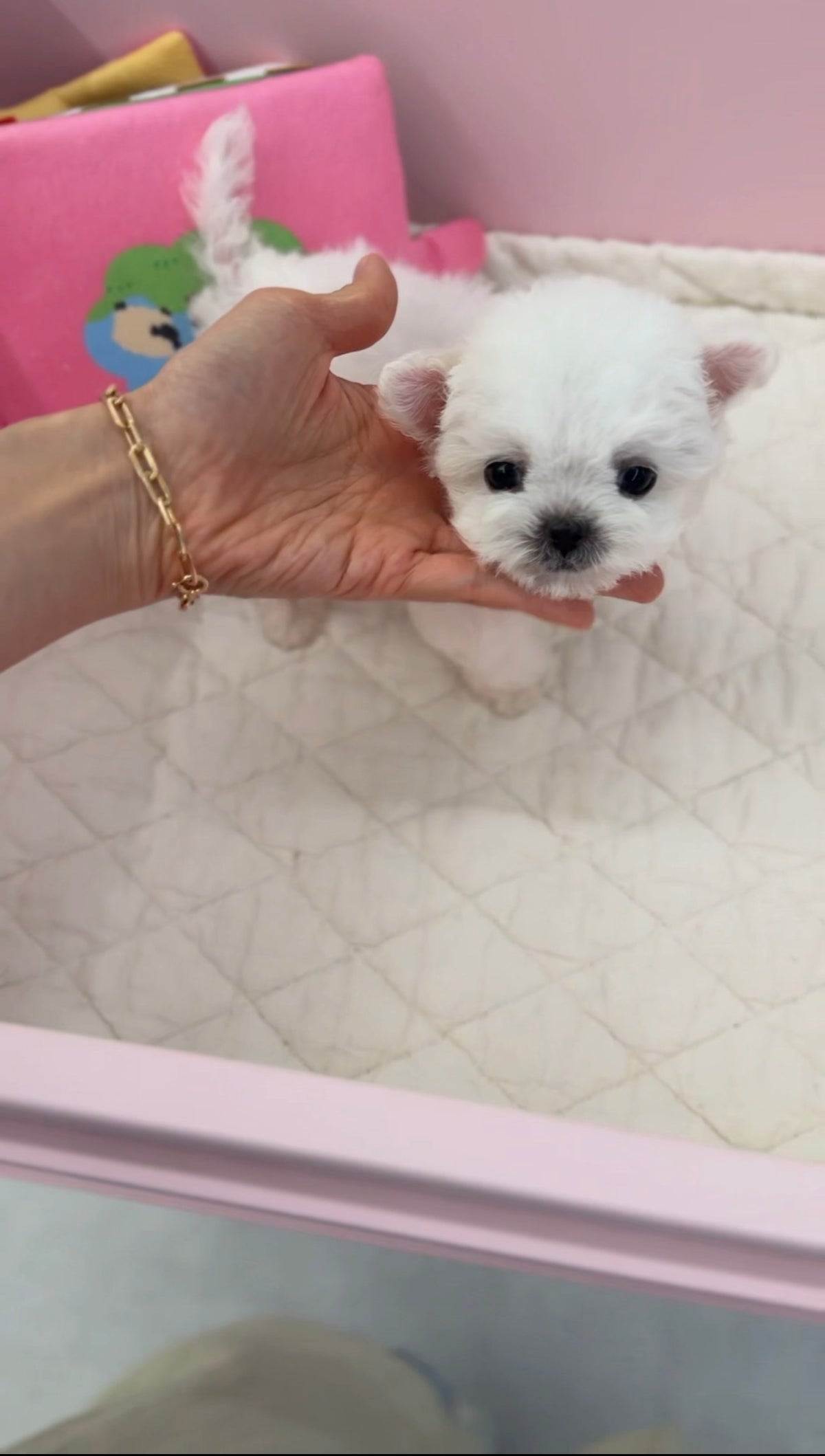 Bichon-Royce-M