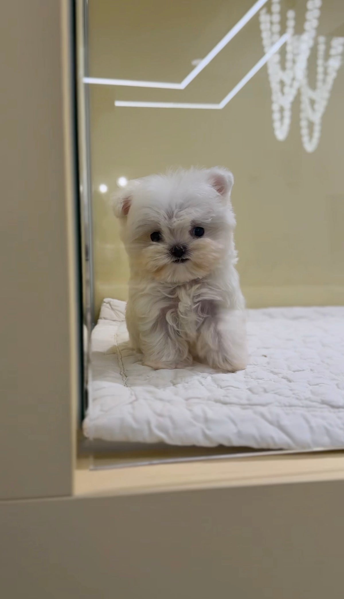 Maltese-Pocket-F
