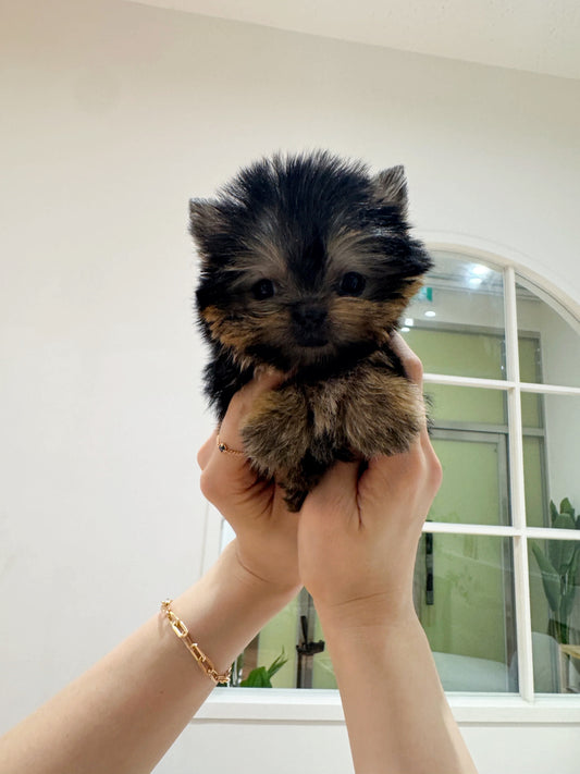 Yorkie-May