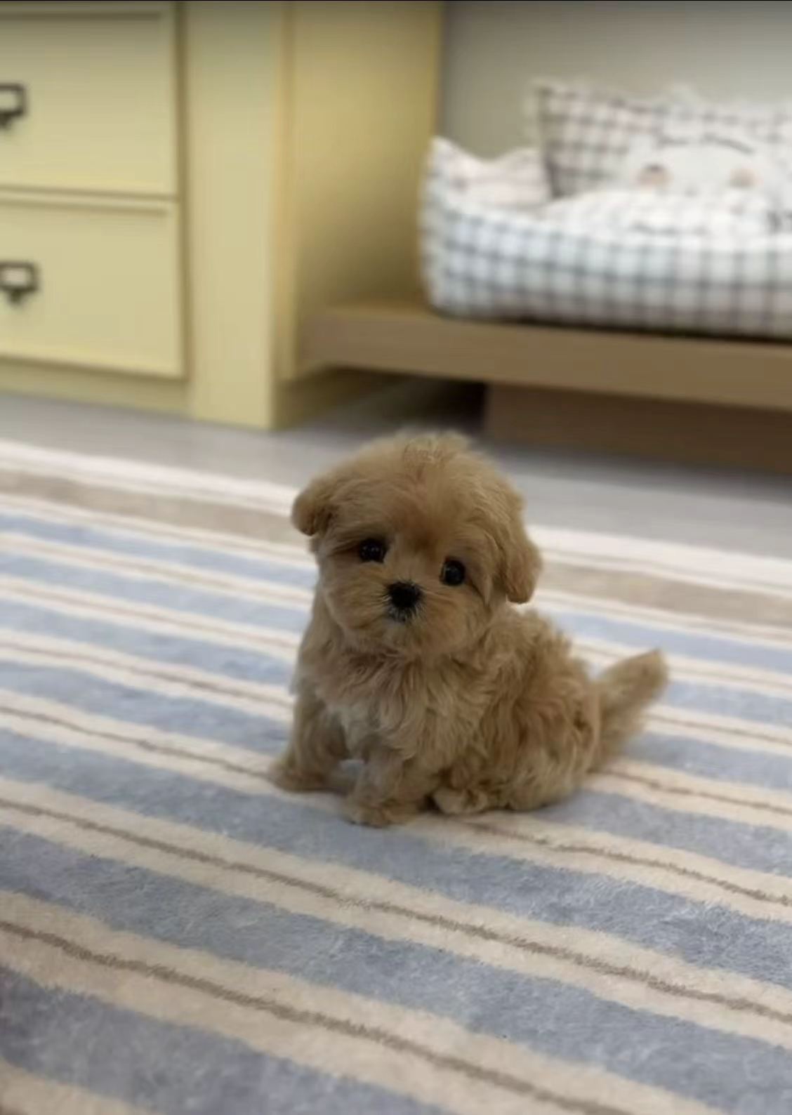 Maltipoo-Rolly-F