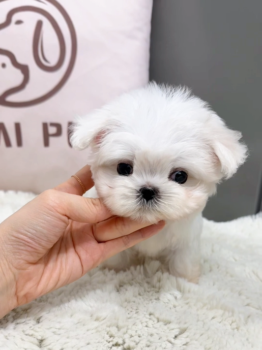 Maltese-Gucci