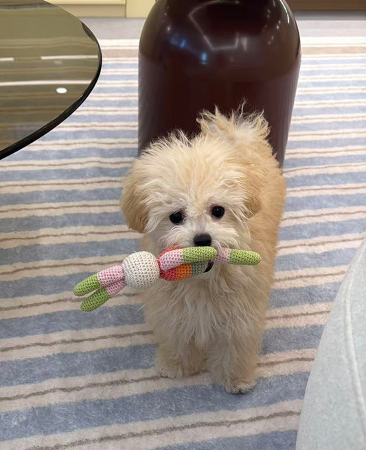 Maltipoo-Burger-F
