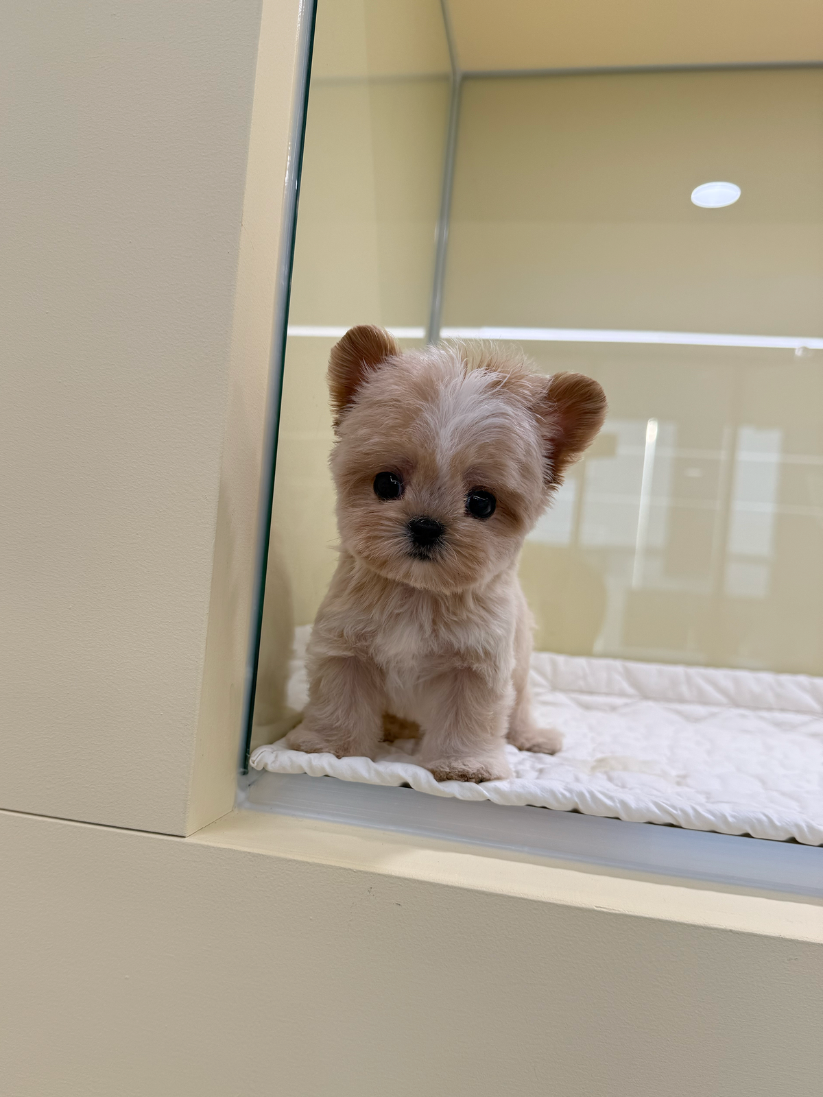 Maltipoo-Poining-M