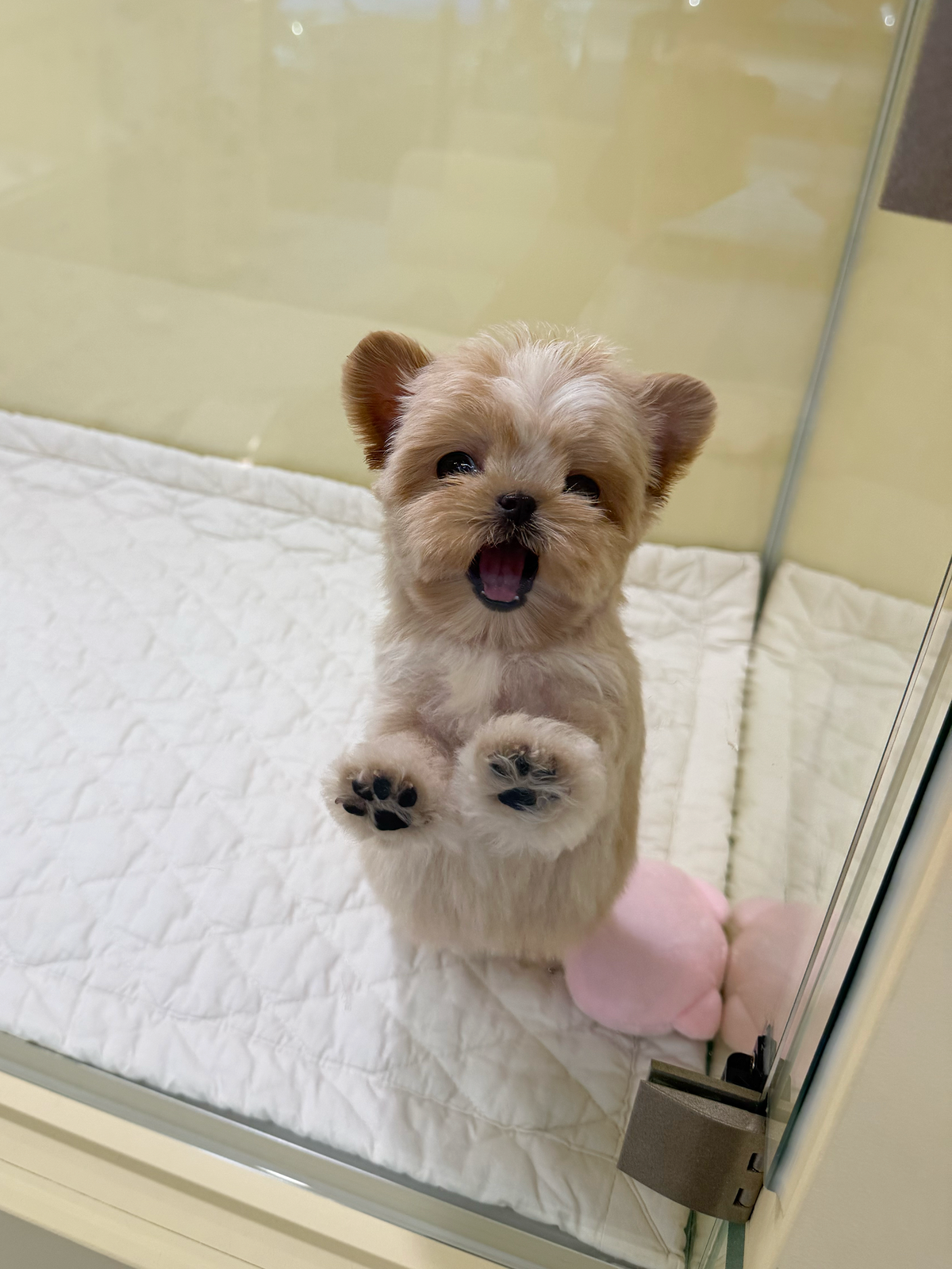 Maltipoo-Poining-M