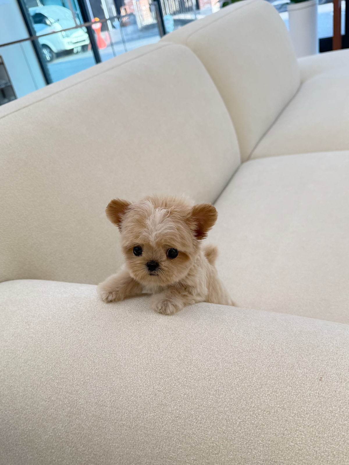 Maltipoo-Poining-M