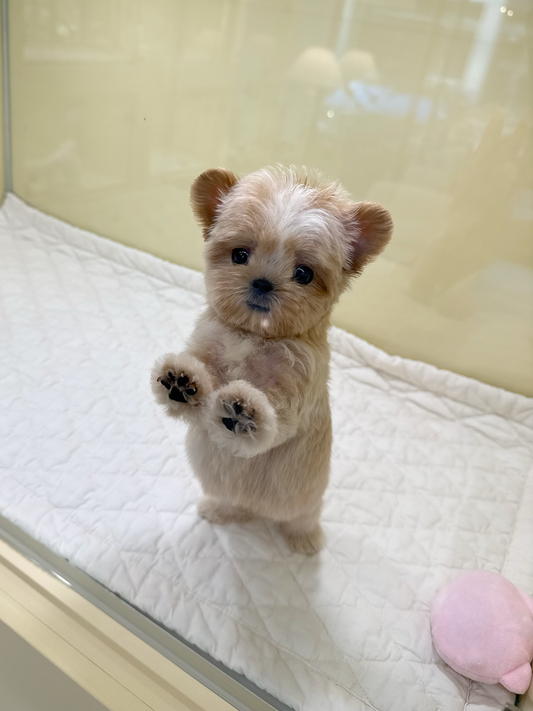 Maltipoo-Poining-M